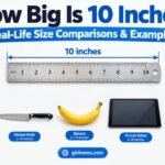 How Big Is 10 Inches? Real-Life Size Comparisons & Examples