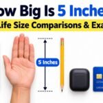 How Big Is 5 Inches? Real-Life Size Comparisons & Examples